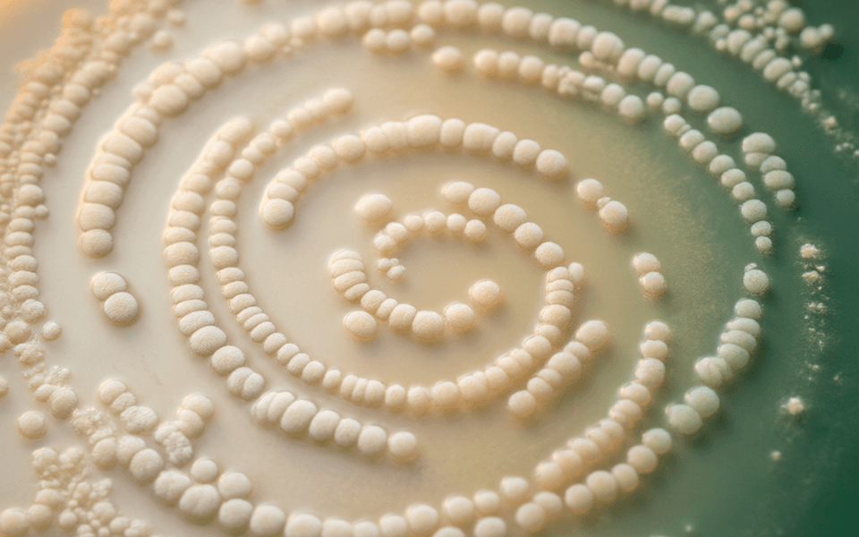 Lactiplantibacillus plantarum Tb-05