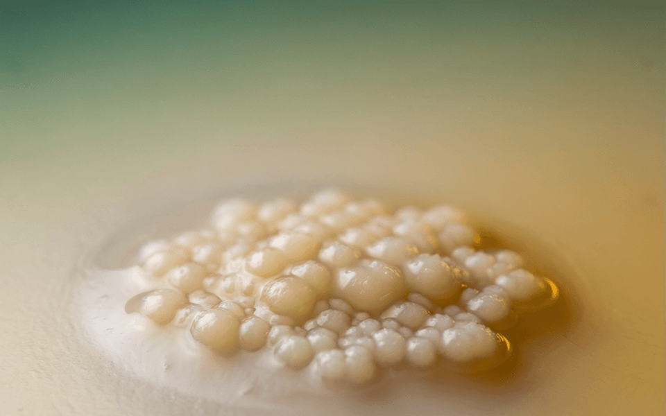 Lactobacillus acidophilus Tb-03