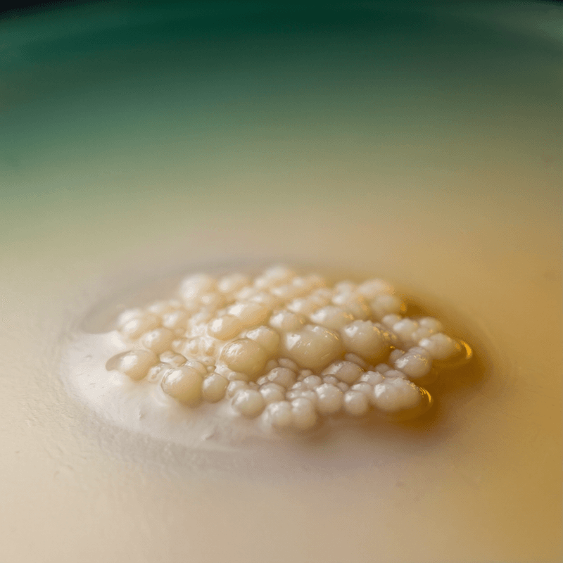Lactobacillus acidophilus Tb-03